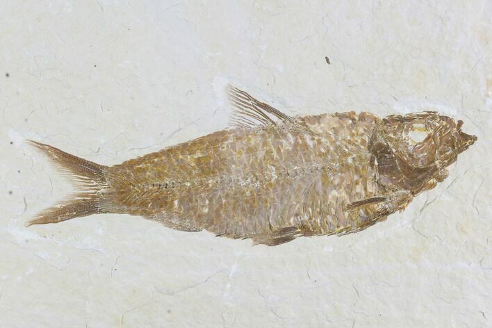 Detailed Fossil Fish (Knightia) - Wyoming #96097